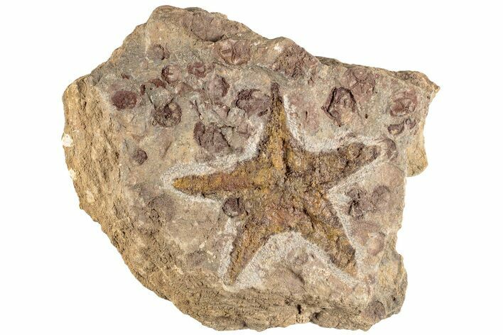 3" Ordovician Starfish Fossil With Edrioasteroids - Morocco
